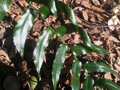 Cyrtomium devexiscapulae