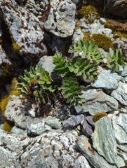 Anisotome pilifera