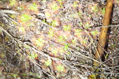 Drosera pulchella