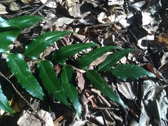 Cyrtomium devexiscapulae