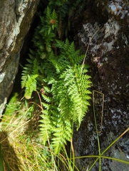 Polystichum cystostegium