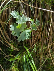 Ranunculus buchananii