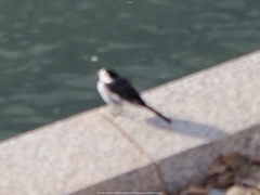 Motacilla alba