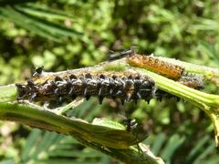 Jalmenus evagoras