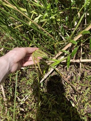 Carex fascicularis