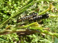 Jalmenus evagoras