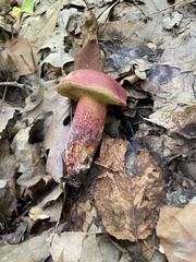 Baorangia