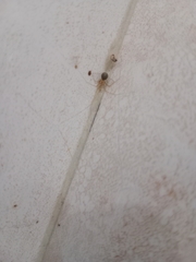 Micropholcus fauroti