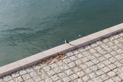 Motacilla alba