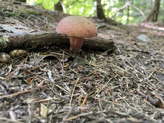 Baorangia
