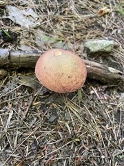 Baorangia