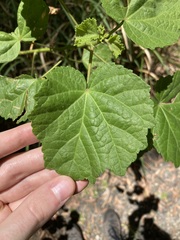 Hibiscus diversifolius