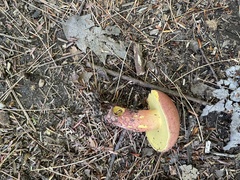 Baorangia