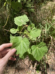 Hibiscus diversifolius