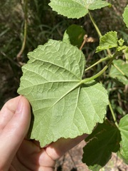 Hibiscus diversifolius