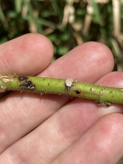 Hibiscus diversifolius