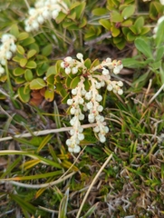 Gaultheria crassa