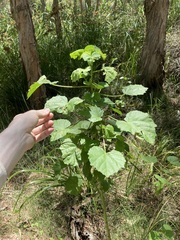 Hibiscus diversifolius