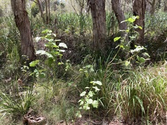 Hibiscus diversifolius