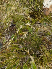 Gaultheria crassa