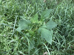 Crassocephalum crepidioides