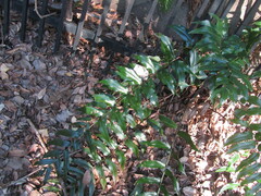 Cyrtomium devexiscapulae