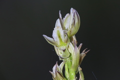 Prasophyllum brownii