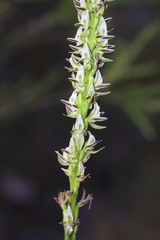 Prasophyllum brownii