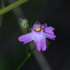 Utricularia multifida