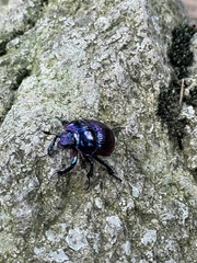 Phelotrupes auratus