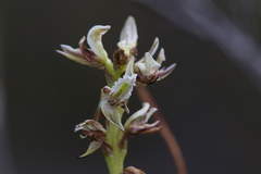 Prasophyllum brownii