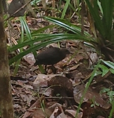 Rallina tricolor