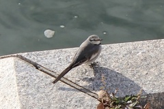 Motacilla alba