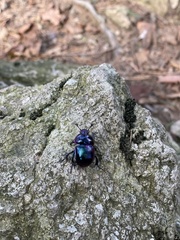 Phelotrupes auratus