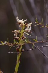 Prasophyllum brownii