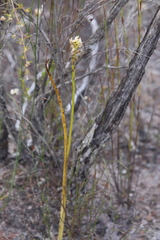 Prasophyllum brownii