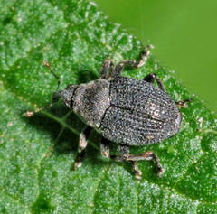 Ceutorhynchini