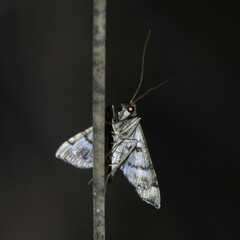 Nacoleia