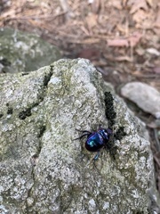 Phelotrupes auratus