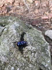 Phelotrupes auratus