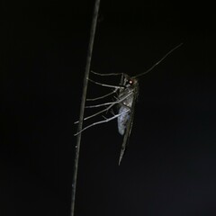 Nacoleia