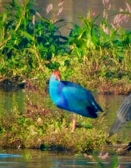 Porphyrio poliocephalus