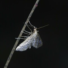 Nacoleia
