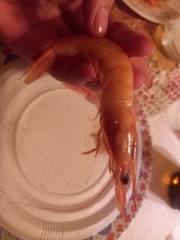 Parapenaeus longirostris