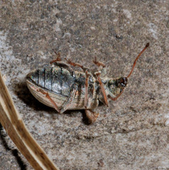 Phyllobius pallidus