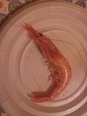 Parapenaeus longirostris