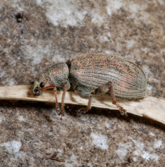 Phyllobius pallidus