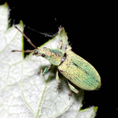 Phyllobius maculicornis