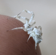 Araneae