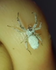 Araneae